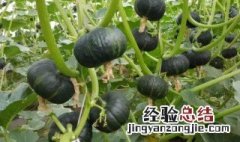 窝瓜应该怎么种植才能结瓜 窝瓜应该怎么种植