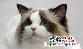 家庭猫饭的制作方法 猫饭如何做