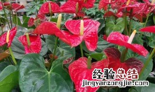 如何养殖红掌花它喜阳光吗 红掌花怕不怕阳光