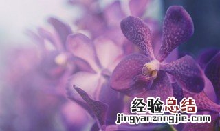 墨兰的养护和注意事项? 墨兰的养护技巧