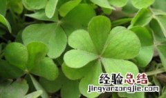 四叶草怎么种植的 四叶草怎么种植