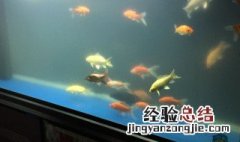 鱼缸水浑浊怎么处理好 鱼缸水浑浊怎么处理