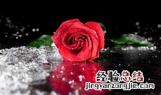 玫瑰花如何保鲜更长时间不坏 玫瑰花如何保鲜