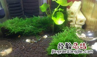 香蕉草怎么种植 香蕉草种植方法
