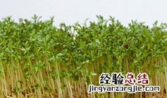 在家里怎样种蒜黄 在家里自己怎么种蒜黄