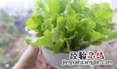 生菜的盆栽方法 盆栽生菜的种植方法