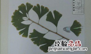 蕨类植物标本制作方法 蕨类植物标本制作方法有哪些