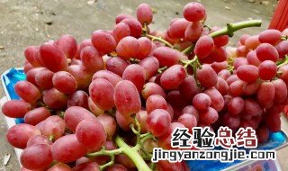 无籽红提怎么种出来的 无籽红提的品种和图片