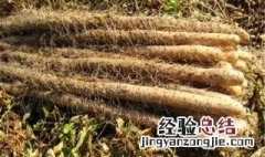 山药种植方法和时间视频 山药种植方法和时间