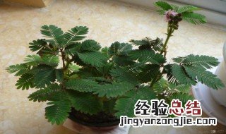 含羞草如何养成老桩 含羞草如何养