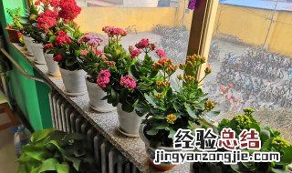 花仙子养殖方法 花仙子如何养殖