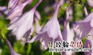 玉簪花的简介怎么写 玉簪花的简介