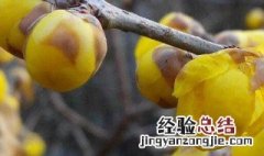 保留腊梅香方法 腊梅花保鲜方法