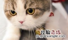 小猫项圈编织方法简单 小猫项圈编织方法简单图解