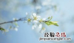 樱花怎么保存方法 樱花花瓣的保存办法