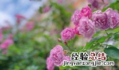 蔷薇花春天怎么修剪 蔷薇花春天如何养殖