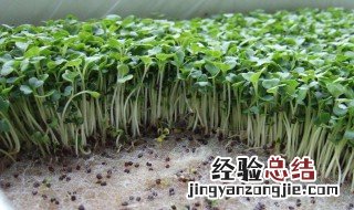 绿豆苗移栽方法 需要怎么种植呢