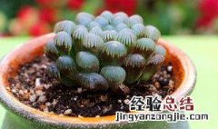 玉露多肉养殖方法 玉露多肉种植方法