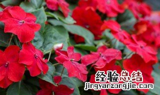 风仙花养殖方法 关于风仙花养殖方法