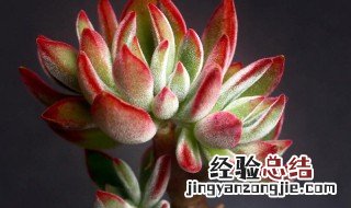 星斗多肉植物图片 星斗多肉的养殖方法