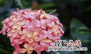 怎么养仙丹花 仙丹花怎么养殖方法