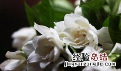 栀子花有毒吗 栀子花有毒吗?对人有害吗?