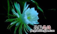 昙花花语是什么 昙花的开花时间