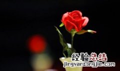 怎么保鲜玫瑰花瓣 怎么保鲜玫瑰花