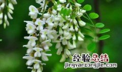 槐花怎么保鲜发快递 槐花怎么保鲜