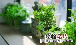 绿植上面有小虫子怎么办呢 绿植上面有小虫子怎么办