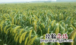 小米怎么种 小米怎么种植视频教程