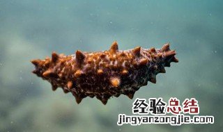 海参是寒性还是温性 海参是酸性还是碱性
