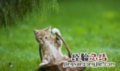 十二生肖为什么没有猫 十二生肖没有猫的原因