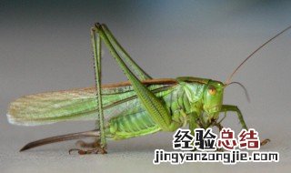 让蝈蝈晚上不叫小方法 让蝈蝈晚上不叫有何方法