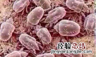 螨虫是怎么形成的 螨虫形成的方法