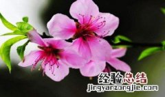 犯桃花是什么意思 犯桃花意思简述