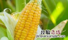 北方玉米种植时间表 北方玉米的种植时间是什么时候