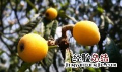 山东枇杷种植方法 山东枇杷种植方法和技术