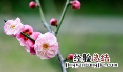 梅花代表什么生肖最佳答案 梅花代表什么生肖