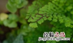 蕨类植物及其繁殖方法是什么 蕨类植物及其繁殖方法是什么