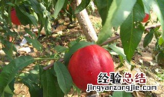 桃子核怎么种桃子树 桃子核怎么种