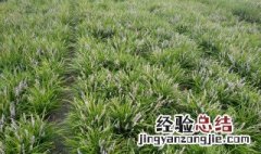 麦冬草怎么种 麦冬草怎么种植方法