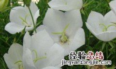 风铃花种子怎么种 风铃花种子种植方法