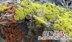 青苔怎么快速清除 地上的青苔怎么快速清除