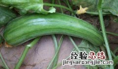 菜瓜怎么种植方法如下 菜瓜怎么种