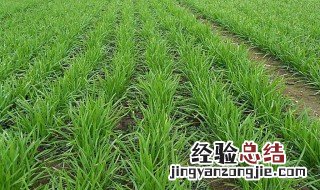 韭菜苗怎么种植方法视频 韭菜苗怎么种