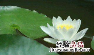 水莲花种植方法 水莲花怎么种