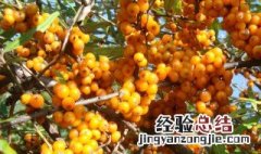 种植沙棘的正确方法图片 种植沙棘的正确方法