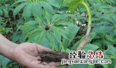 重楼种植注意事项 重楼种植注意事项和禁忌