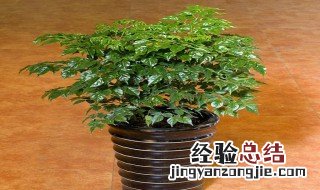 幸福树怎么修剪 幸福树的修剪方法